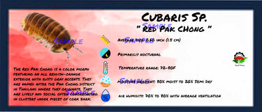 Cubaris Sp. Red Pak Chong Isopod Bin Label
